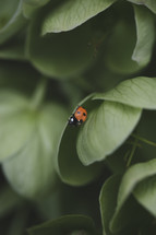 ladybug on a leaf 