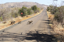 Wild baboons crossing a road in Africa
