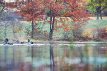 ducks on a pond in fall 