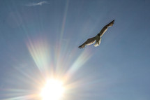 seagull in flight and a sunburst in the blue sky 