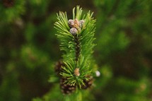 A pine tree limb with pine cones.