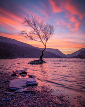 tree on in a lake under a pink sky at sunset 
