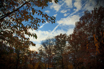 fall trees under a blue sky 