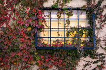 brown ivy on a wall and window 