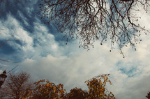 fall tree branches and clouds in the sky 