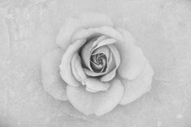 a white rose 