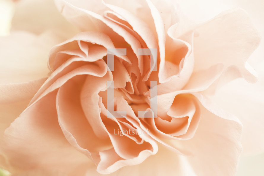 peach flower petals closeup 