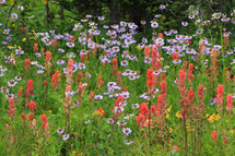 Colorful wildflowers