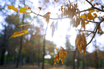 fall leaves on a branch in warm sunlight 