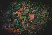 green ivy and fall leaves 