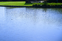 alligator in a Lake in residential district, Florida