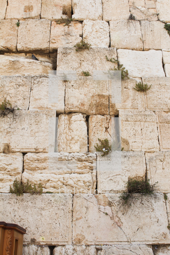 plants growing in cracks on the western wall in Jerusalem 