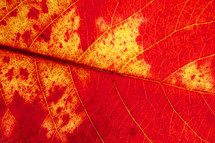 red and yellow leaf with veins 