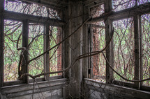 vines on windows in an abandoned building 