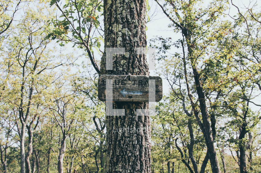 Blue trail sign on a tree 