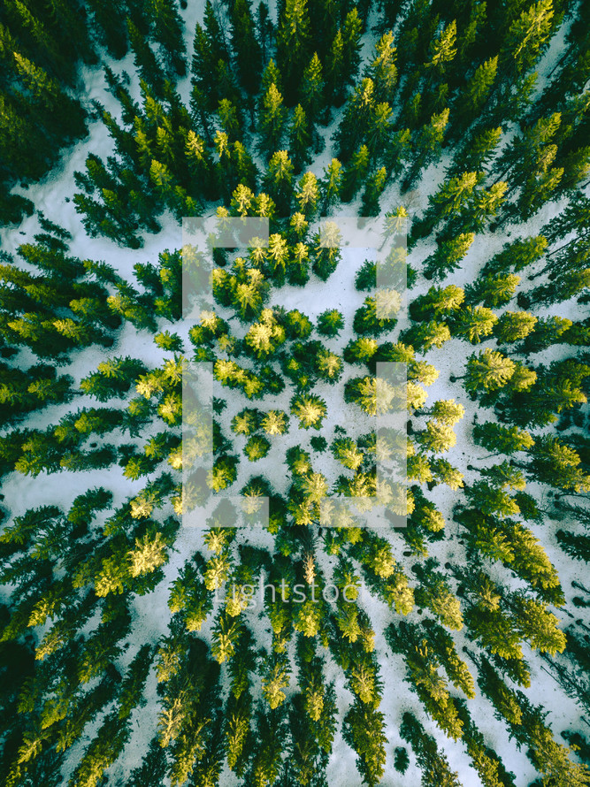 aerial view over an evergreen forest in winter 