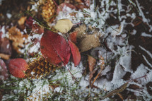 leaves from above in early snowfall