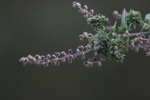 purple flower buds 