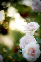 soft pink roses 