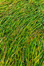 green grass, texture, background, long
