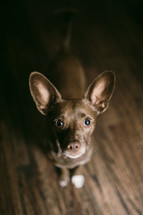 small brown dog looking up at a camera 