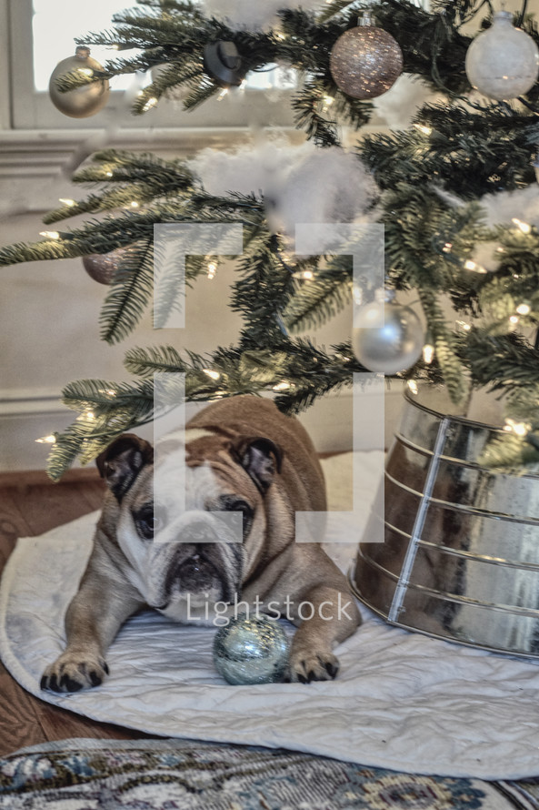 A naughty dog under a Christmas tree with an ornament 