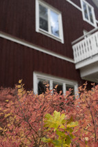 Rustic Swedish red barn with colorful leafy bushes in foreground