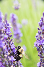 honeybee on purple flowers 