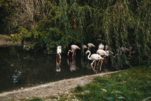 Beautiful pink flamingos in prague zoo pond. Tropical exotic birds. High quality photo