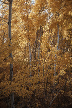 vibrant fall foliage 
