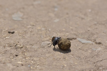 Dung beetle rolling across the dirt