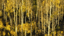 Close up View of a Colorado Aspen Grove in the Fall Season