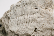 fossil 
