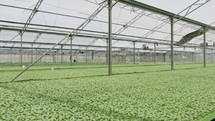 Large industrial nursery with organic vegetable plants growing inside a greenhouse
