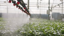 Slow motion of automatic irrigation of young plants in a large industrial nursery