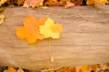 Fall leaves on a tree stump