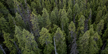 above a pine forest 