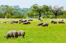 pigs in a field 
