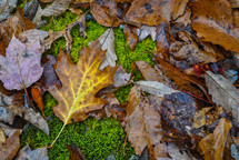 brown wet leaves on moss