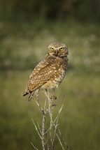 Burrowing Owl in the Wild staring with his yellow eyes