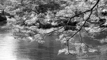 tree branches hanging over lake water 