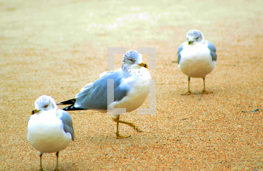 A group of Seagulls congregate together on the shore of a local beach in Amelia Island, Florida looking for food. The Earth's Oceans are an abundant source of food and energy for the world and need to be protected.