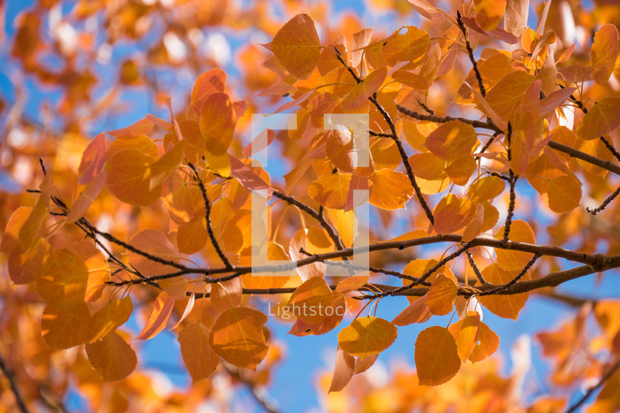 golden leaves on branches of a fall tree 