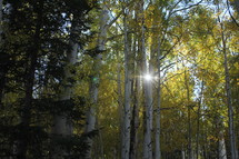 The sun peaking through Aspen trees in Autumn