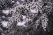 Froze tree in winter