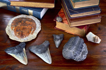 shark's teeth, fossils, and books on a desk 