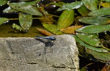 A dragonfly sitting on a rock