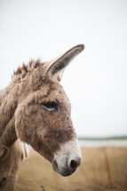 a donkey for Palm Sunday 