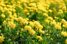 yellow marigolds 