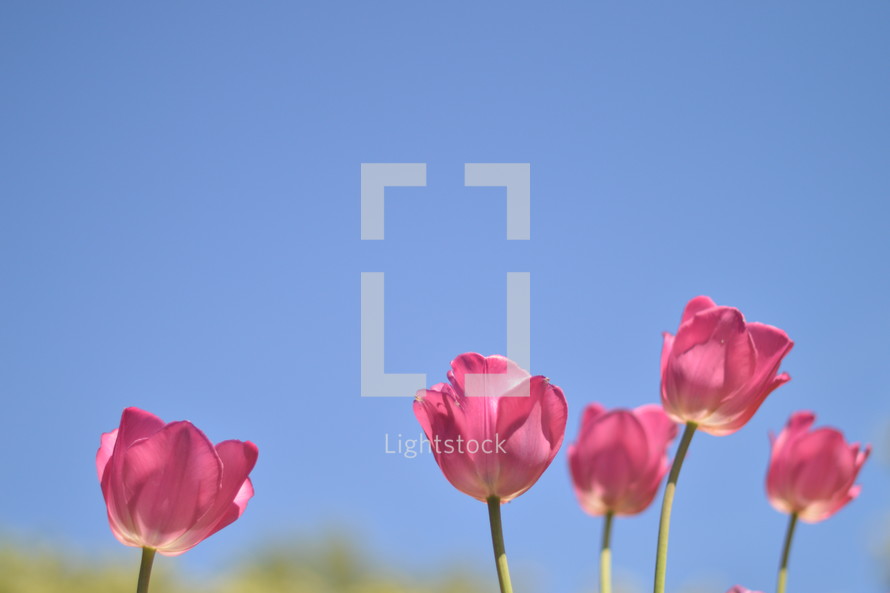 tulips in front of blue sky